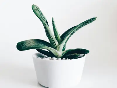 爱游戏